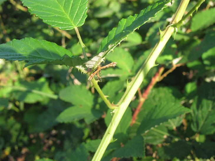 Pterophoridae da ID (1)